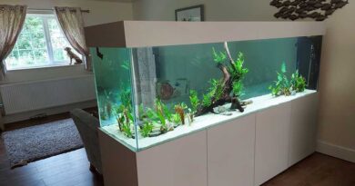 aquarium maison